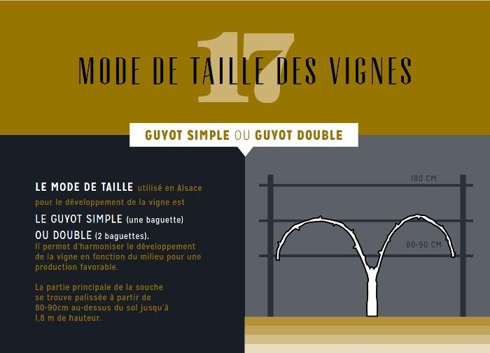 infographie-taille-vigne-wolfberger