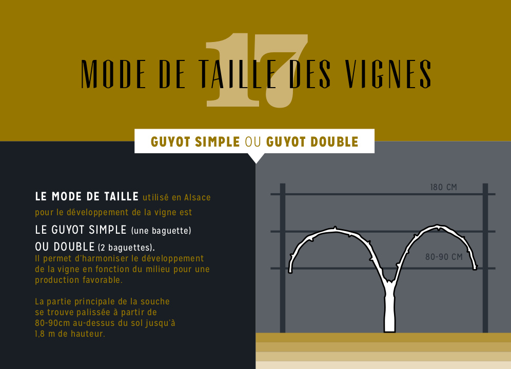 Le mode de taille des Vignes