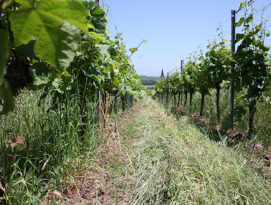 Vignes Muenchberg