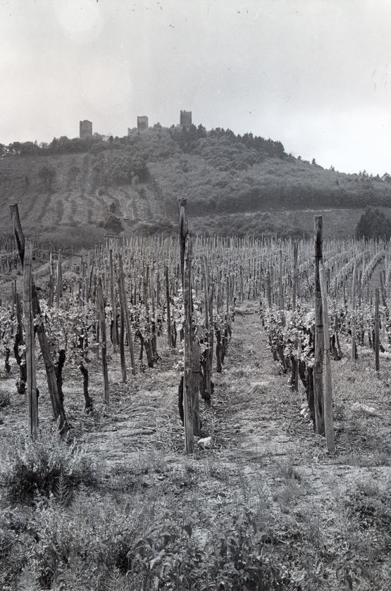 Vignoble_Archive_Wolfberger
