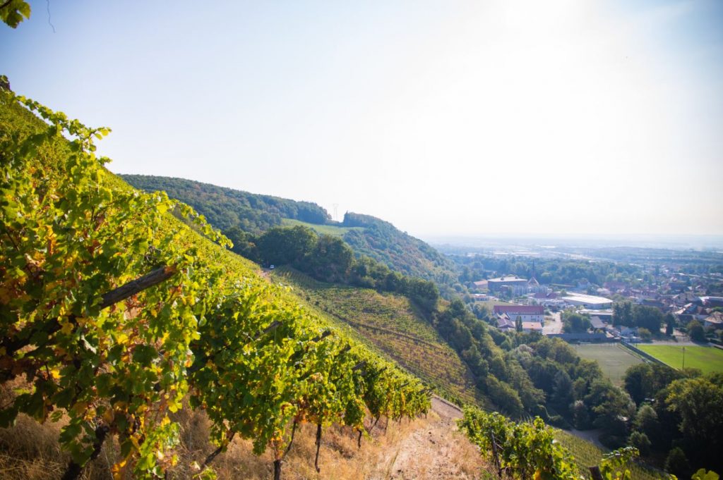 Coffret Dégustation Verticale Pinot Gris Grand Cru RANGEN