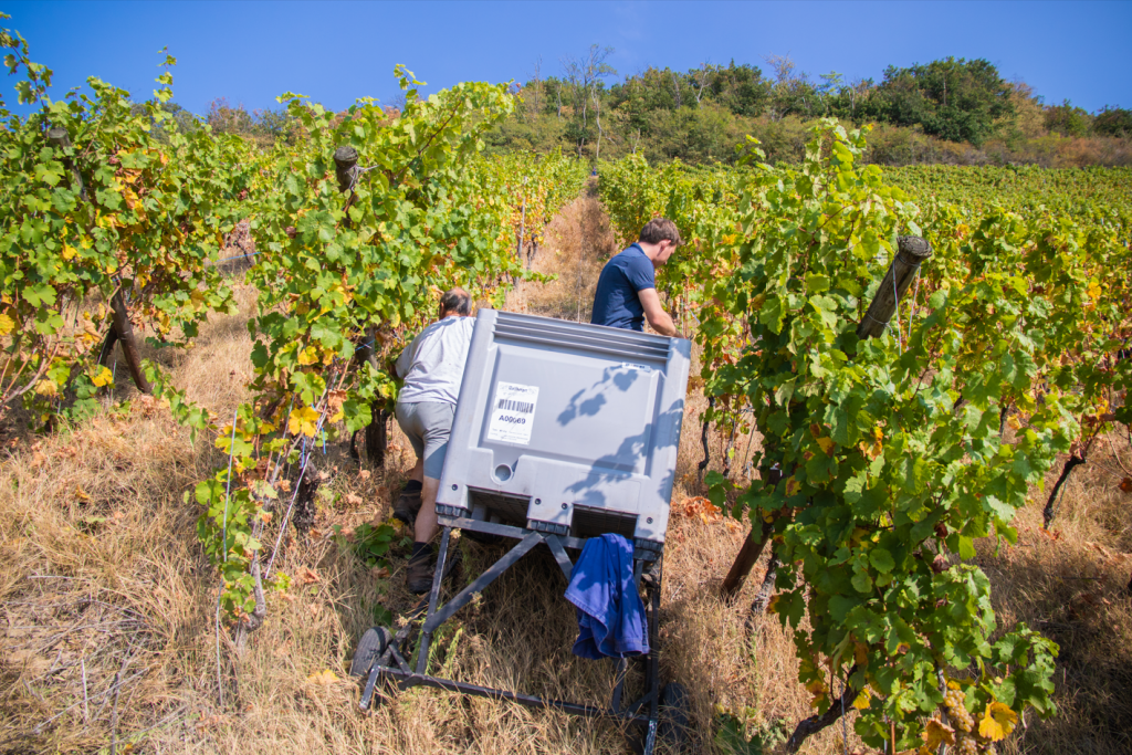 Coffret Dégustation Verticale Pinot Gris Grand Cru RANGEN